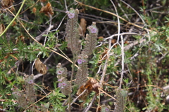Phacelia cicutaria hispida
