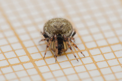 Dipoena melanogaster