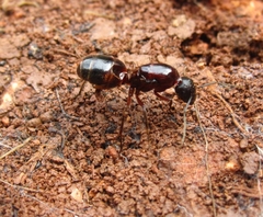 Camponotus fellah