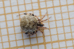 Dipoena melanogaster