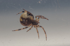 Dipoena melanogaster