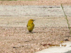 Icterus nigrogularis