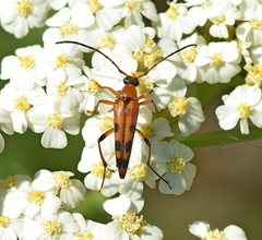 Stenurella septempunctata