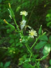 Lactuca canadensis