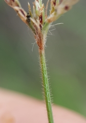 Bulbostylis hispidula