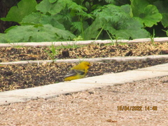 Icterus nigrogularis