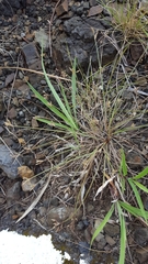 Bulbostylis hispidula