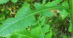 Lactuca canadensis