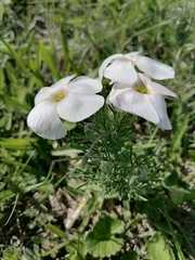 Oxalis bifurca