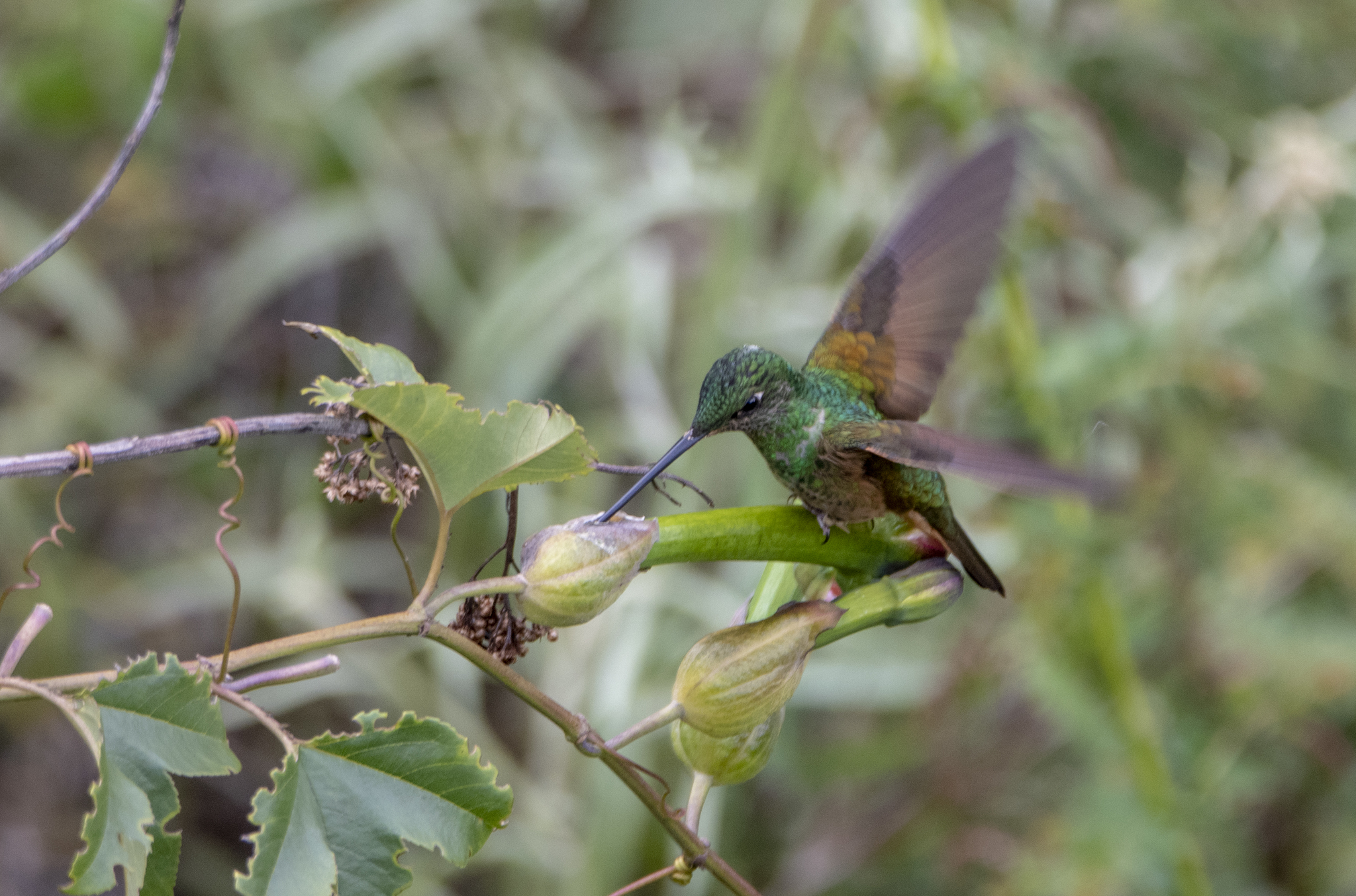 Violet-throated Starfrontlet illustration