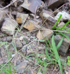 Chloris pycnothrix