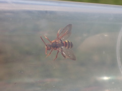 Nomada lathburiana