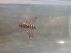 Nomada lathburiana