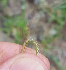 Chloris pycnothrix