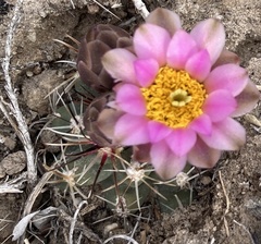 Sclerocactus glaucus