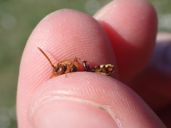 Nomada lathburiana