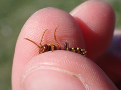 Nomada lathburiana