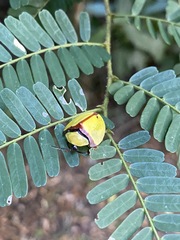Paraselenis normalis