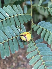 Paraselenis normalis