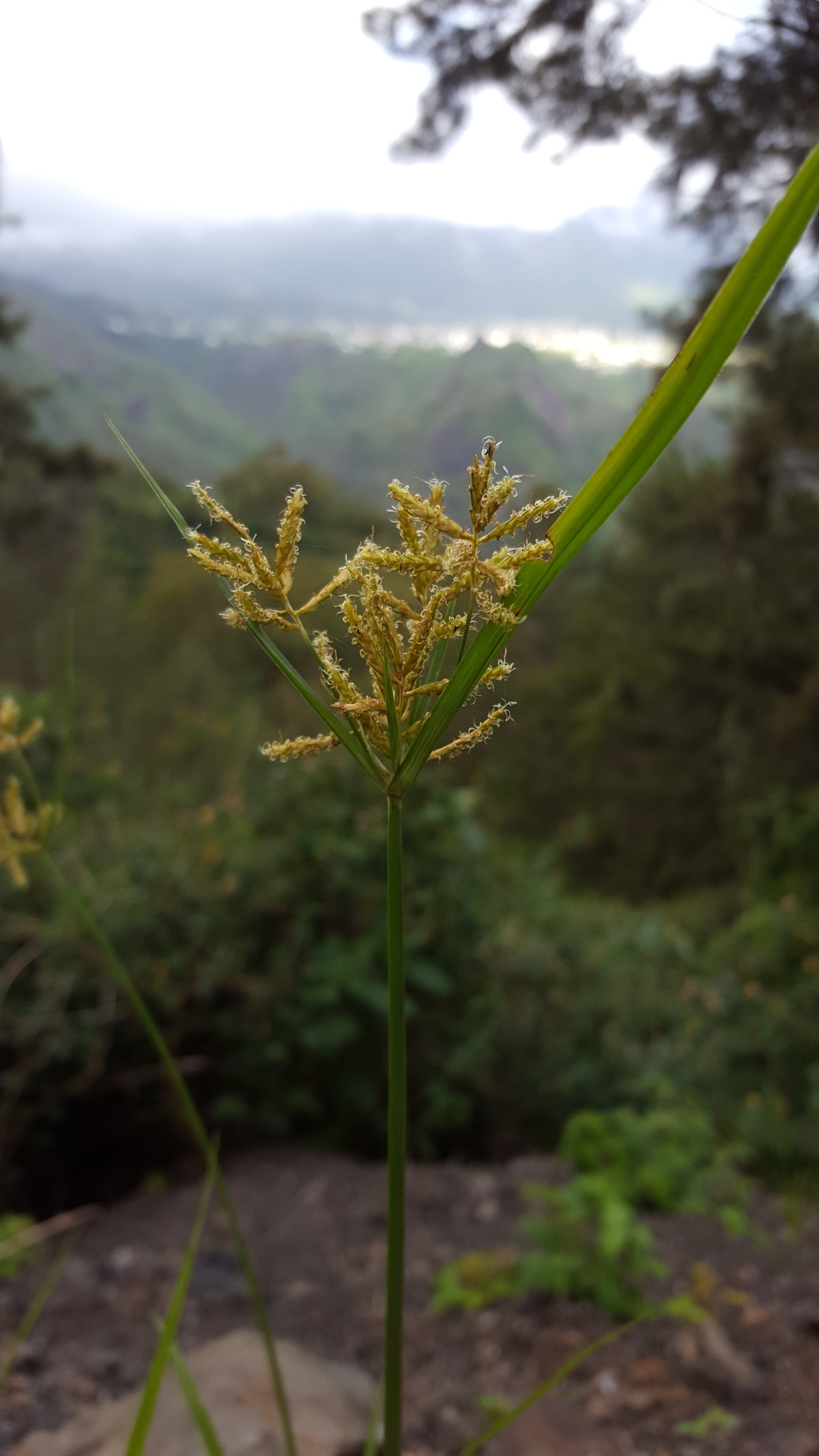 (c) François Rousseu, certains droits réservés (CC BY-NC) https://www.inaturalist.org/observations/112193444