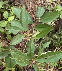 Erythroxylum gracilipes