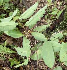 Erythroxylum gracilipes
