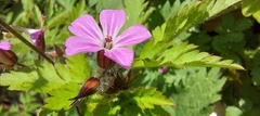 Geranium robertianum