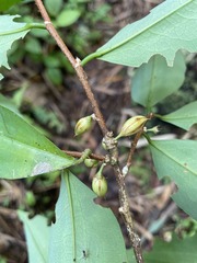 Erythroxylum gracilipes