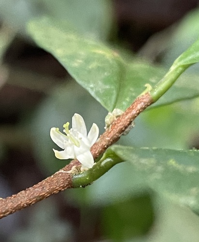 coca trees (Genus Erythroxylum)  iNaturalist