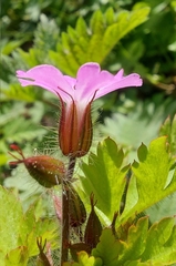 Geranium robertianum