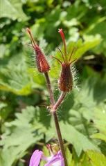 Geranium robertianum