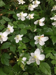 Anemonastrum deltoideum