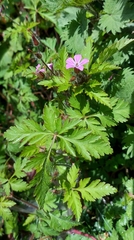Geranium robertianum
