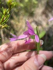 Image of Pogonia ophioglossoides