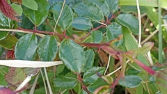Rosa chinensis