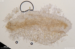 Moellerodiscus capillipes