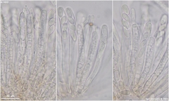 Moellerodiscus capillipes