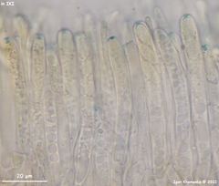 Moellerodiscus capillipes