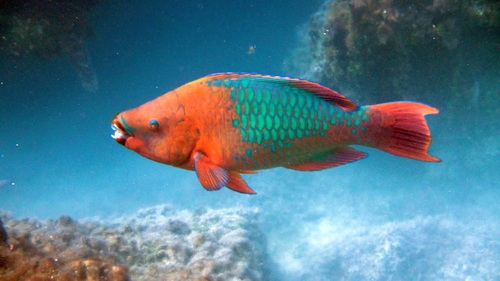 Rainbow Parrotfish