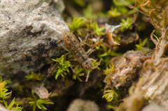 Isotomurus pseudopalustris