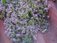 Phedimus stellatus