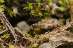 Isotomurus pseudopalustris