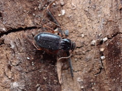 Pterostichus strenuus