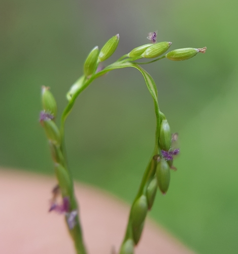 Digitaria fuscescens image