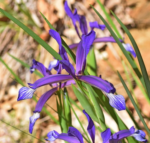 Image of Iris sintenisii by (c) Kostas Zontanos, some rights reserved (CC BY)