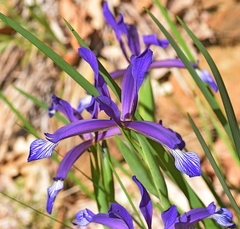 Iris sintenisii