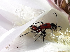 Stictoleptura cordigera