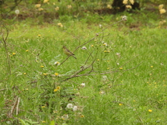 Spinus psaltria