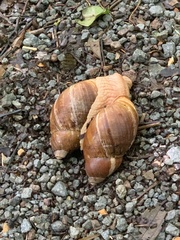 Megalobulimus popelairianus