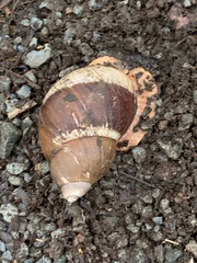 Megalobulimus popelairianus